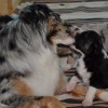 Atréju&Wesley 2015-10-01 (18)